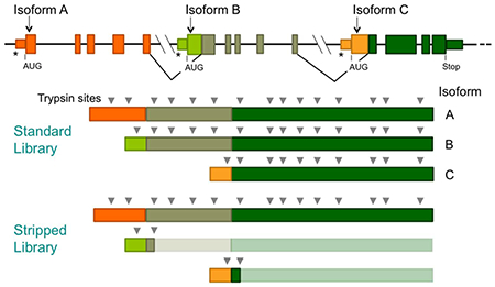 graphic file with name nihms-1601926-f0006.jpg