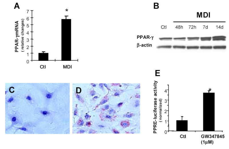 Fig.1