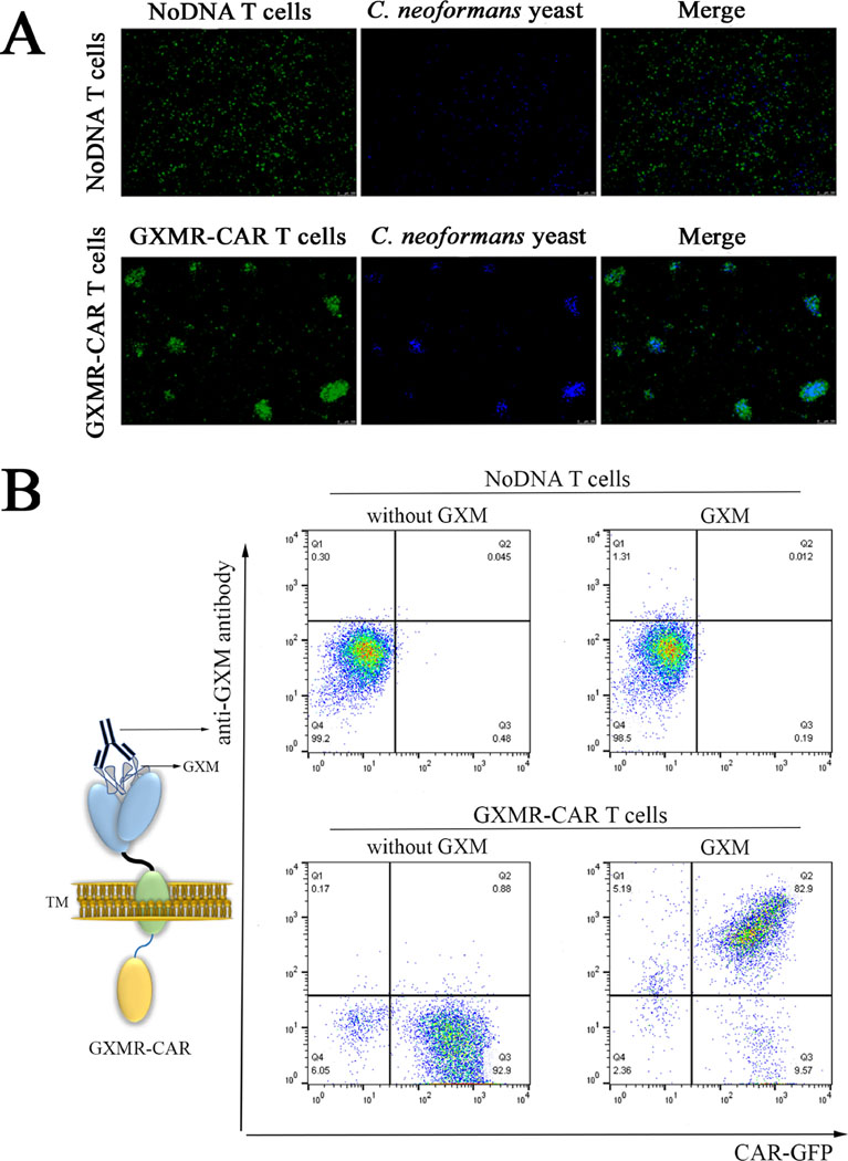 Fig 3.