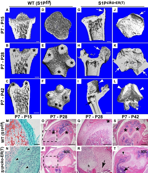 FIGURE 10.