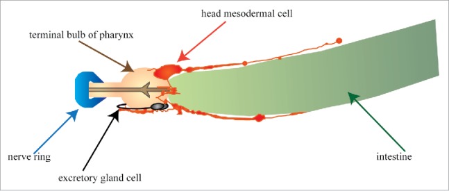 Figure 7.