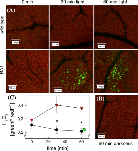 Fig. 7