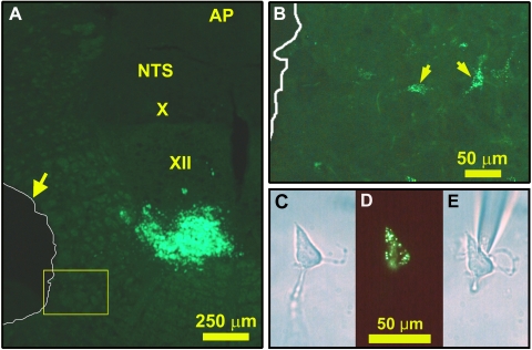 Fig. 1.