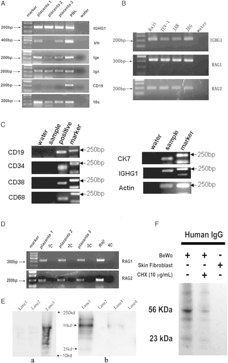 Figure 4