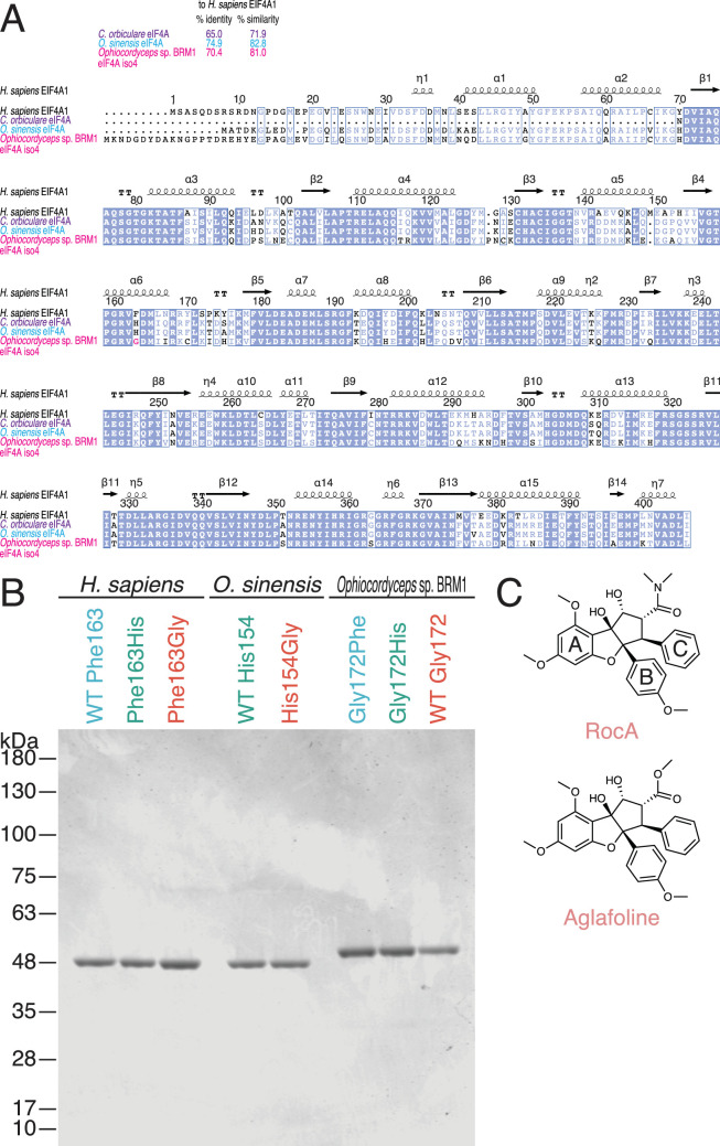 Figure 2—figure supplement 1.