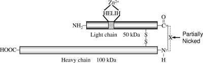 FIG. 1.