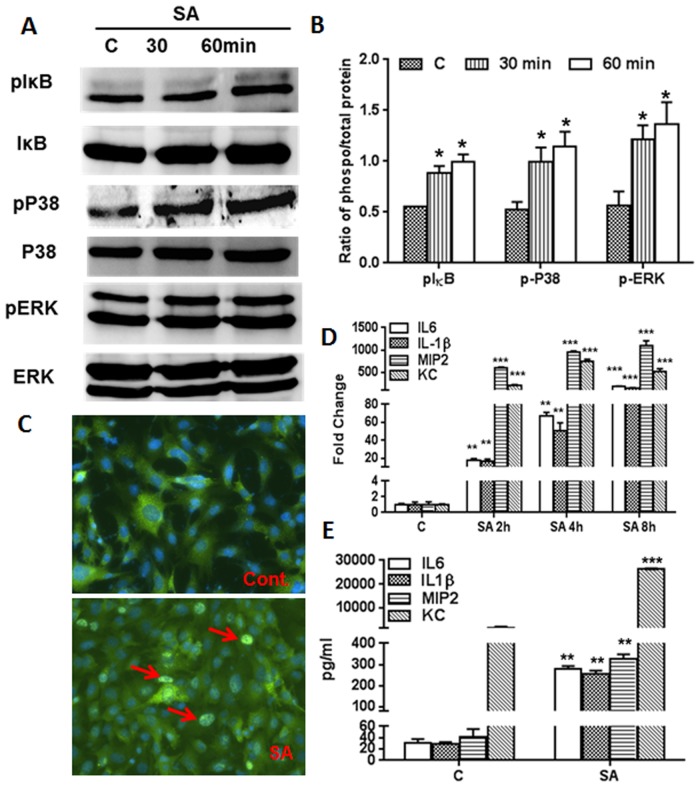 Fig 6