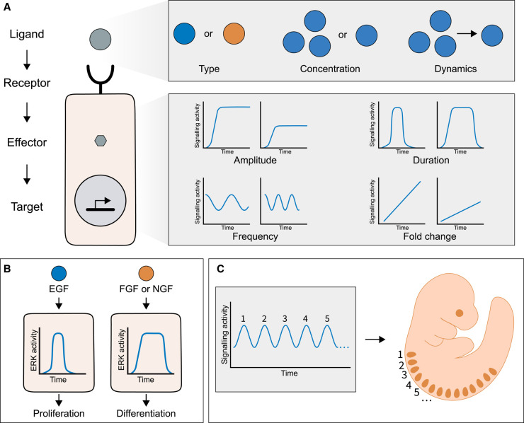 Figure 1.