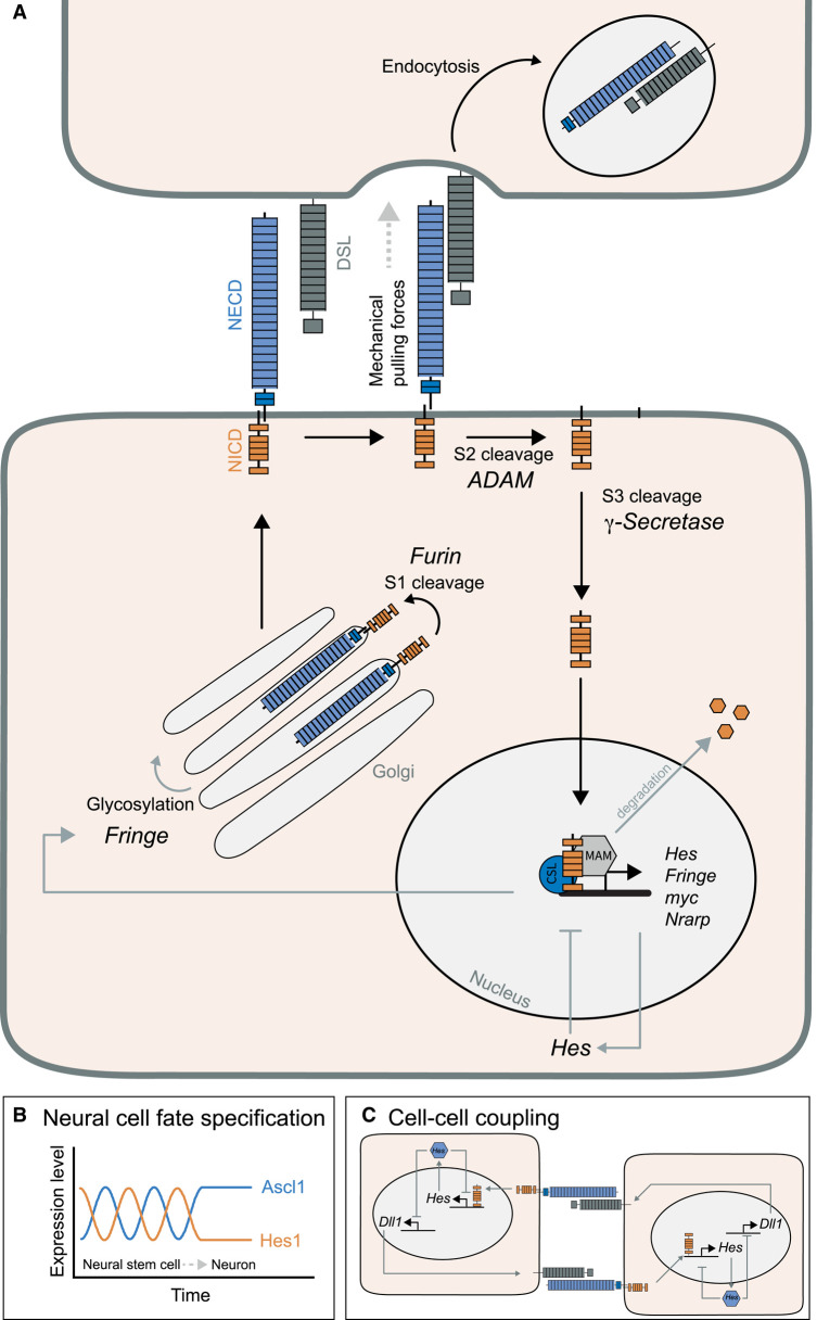 Figure 3.