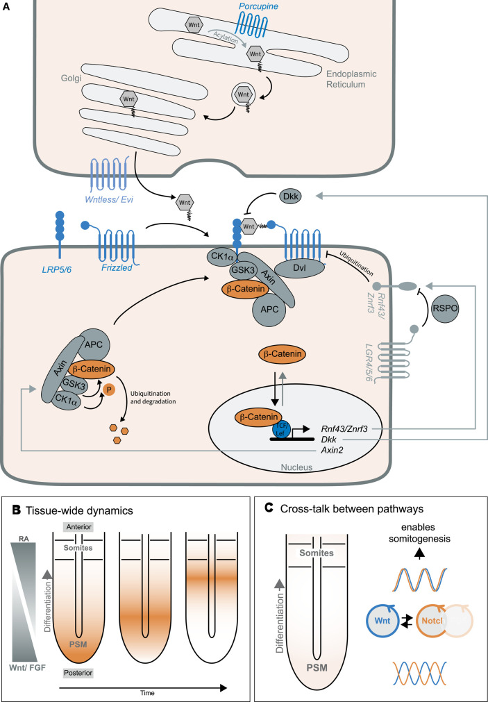 Figure 4.