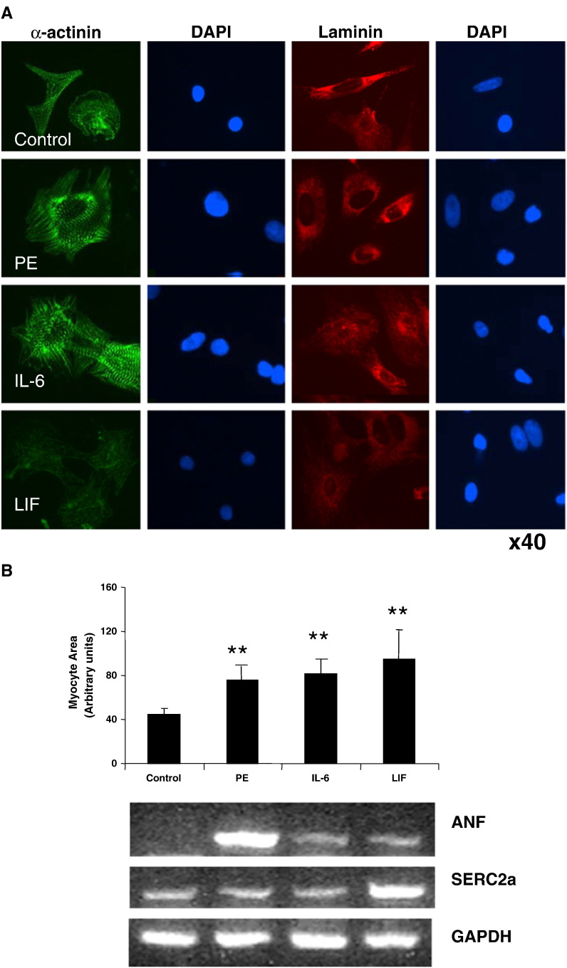 Fig. 4