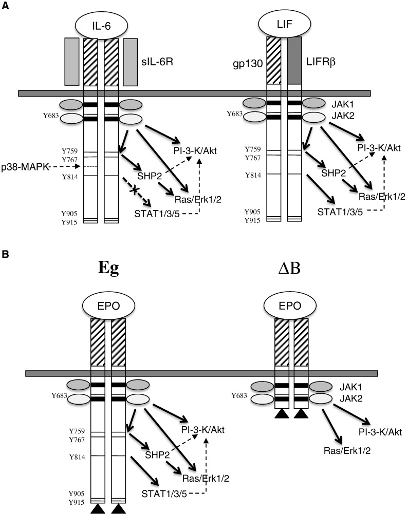 Fig. 8