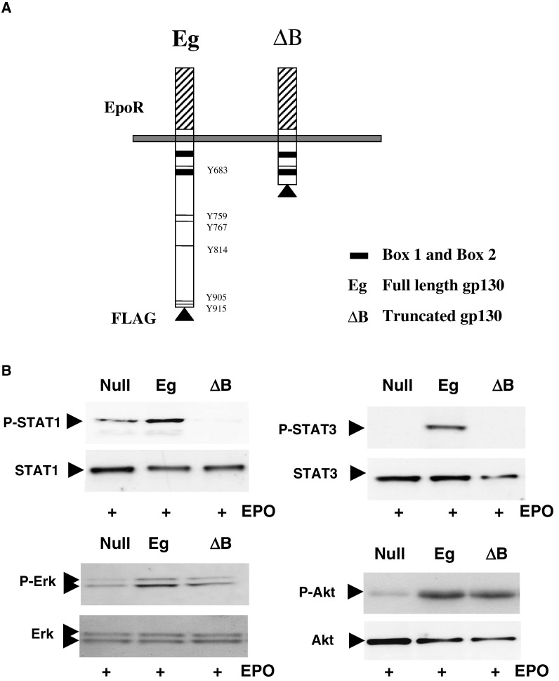 Fig. 5