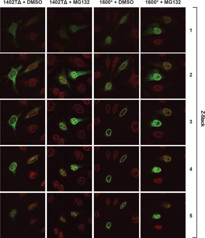 Figure 8—figure supplement 1.