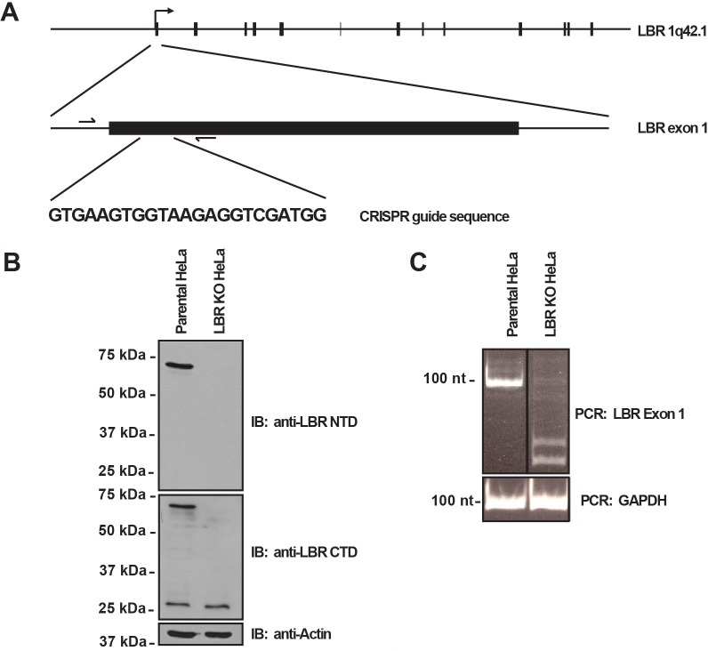 Figure 2—figure supplement 1.