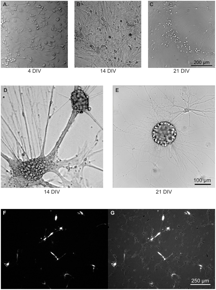 Figure 10