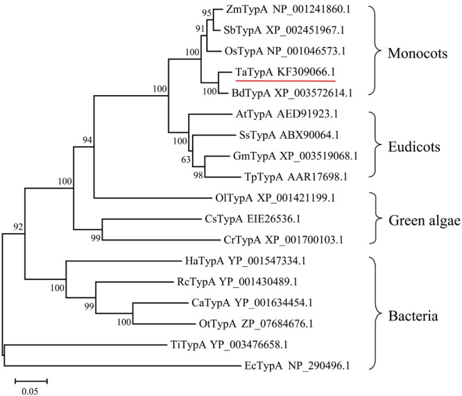 FIGURE 1