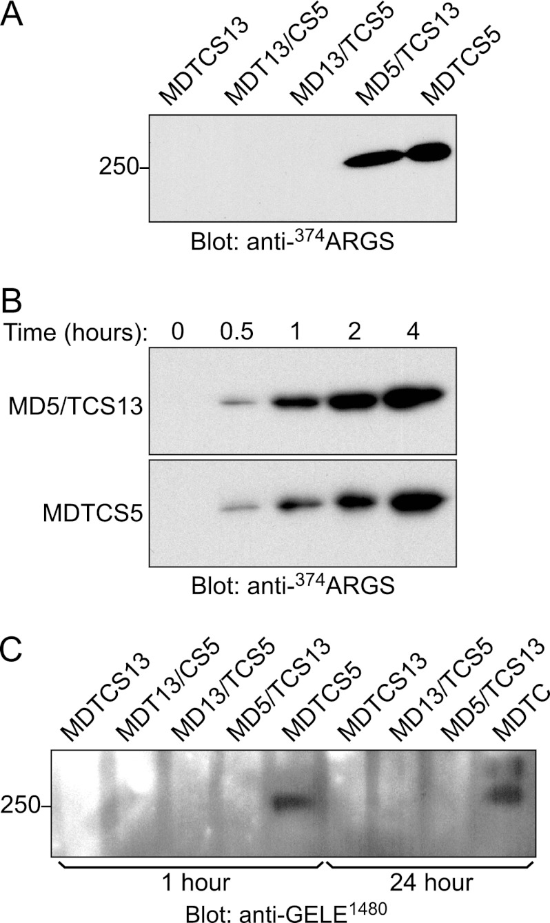 FIGURE 5.