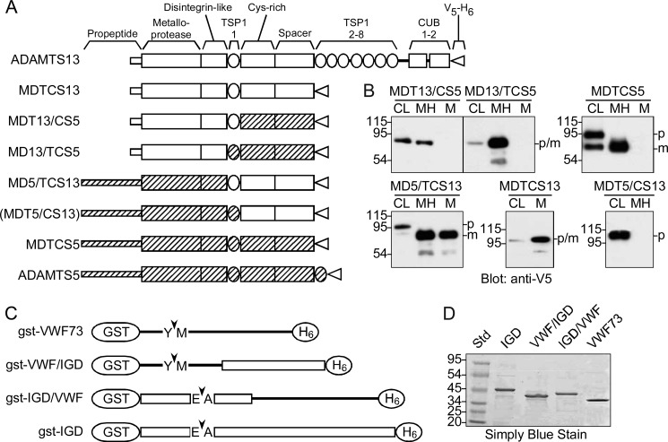 FIGURE 1.