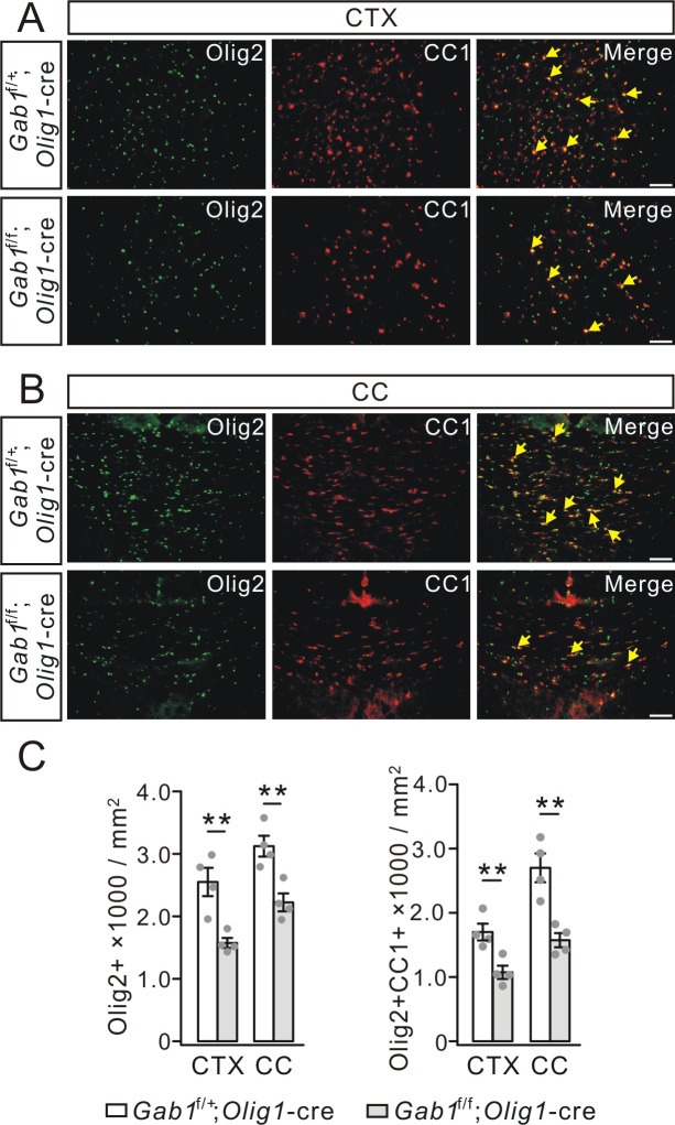 Figure 5—figure supplement 1.