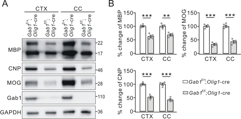 Figure 4—figure supplement 1.