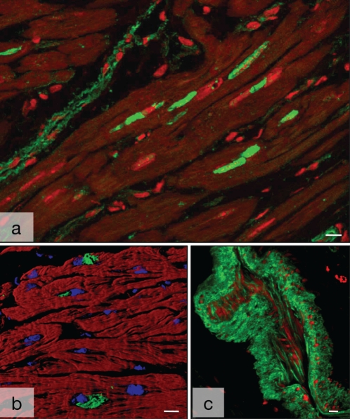 Figure 4)