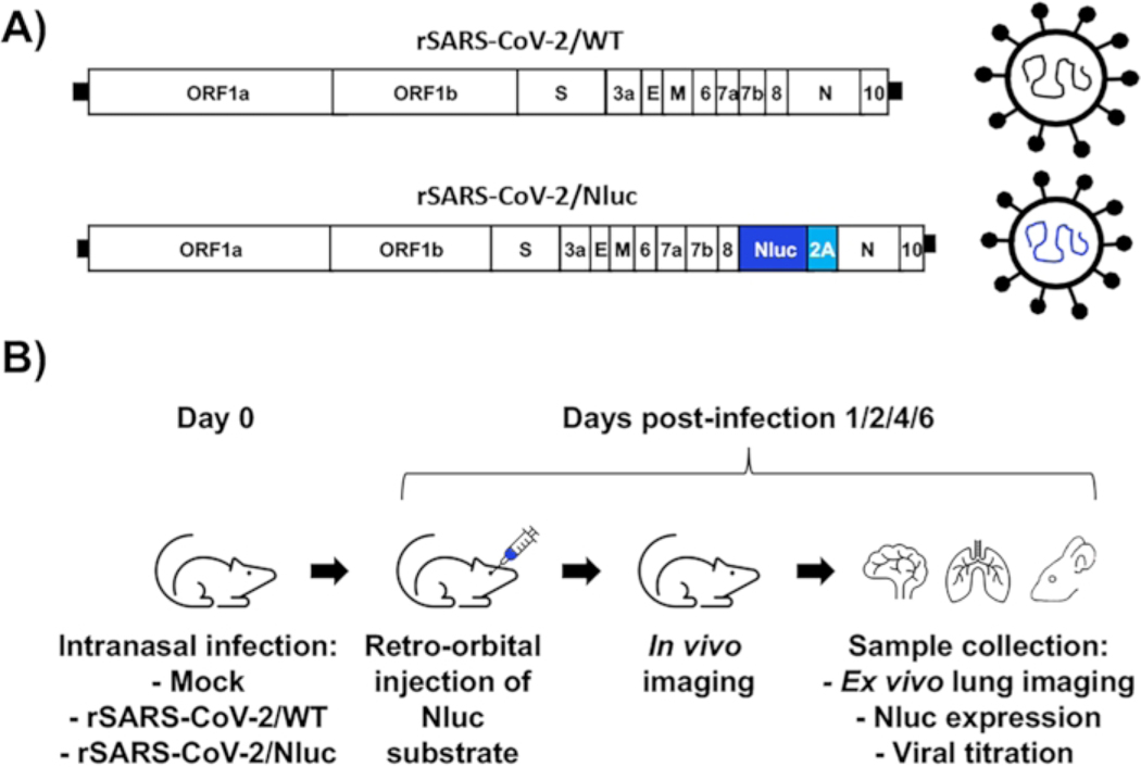 Figure 1: