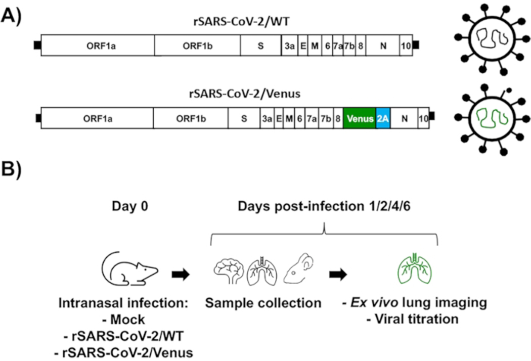 Figure 3: