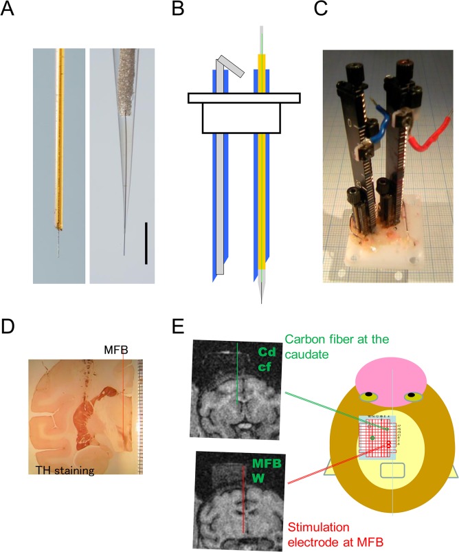 Fig 1