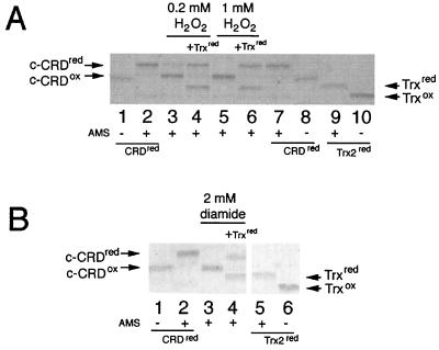 FIG. 6