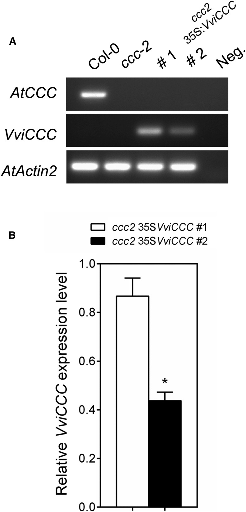 Figure 5.