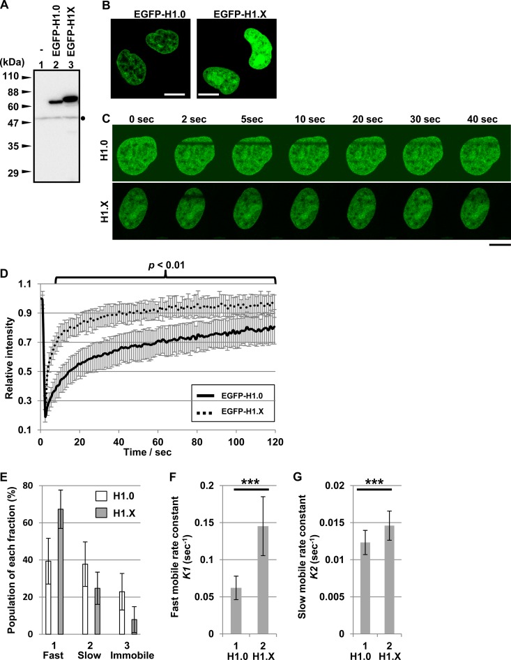 FIG 1