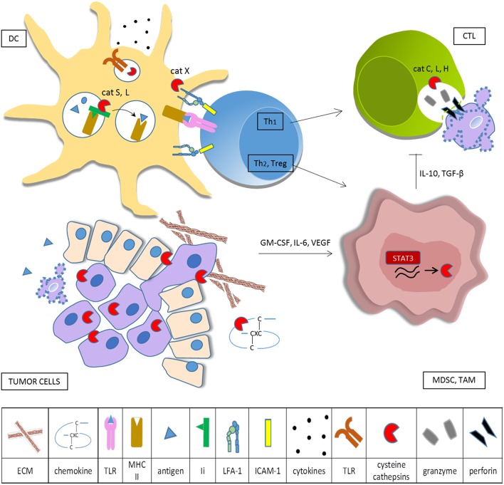 Cysteine Cathepsins in Tumor-Associated Immune Cells - PMC