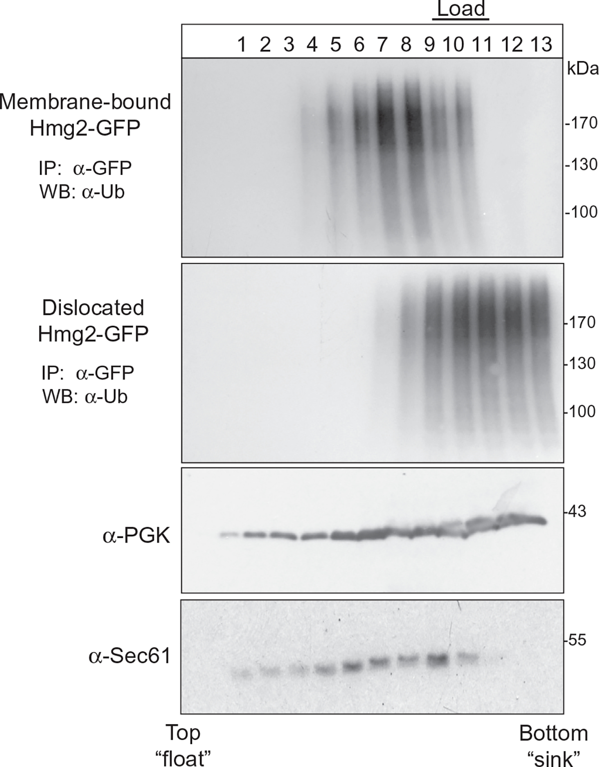 Fig. 9