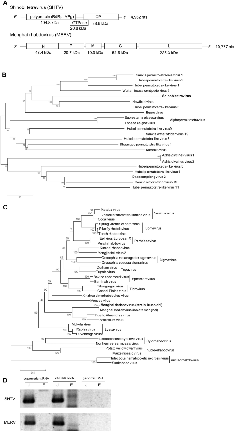 Fig. 2