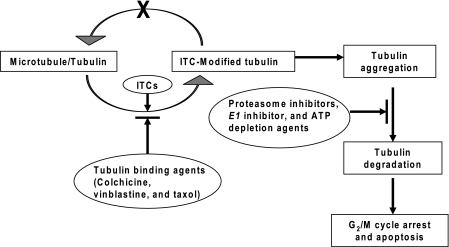 SCHEME 1.