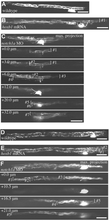 Fig. 6.