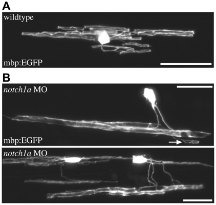 Fig. 7.