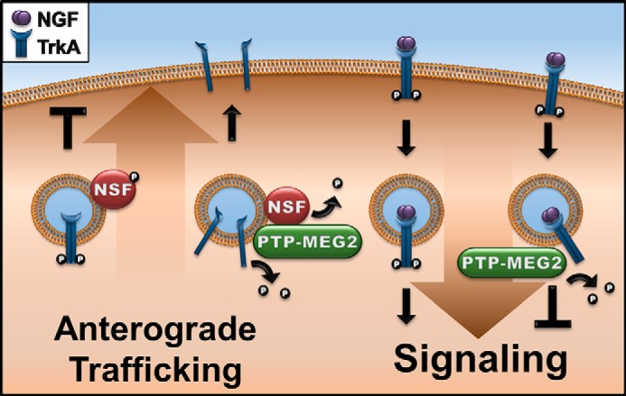 FIGURE 9.