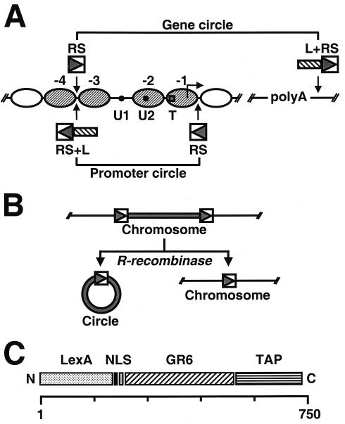 FIG. 1.