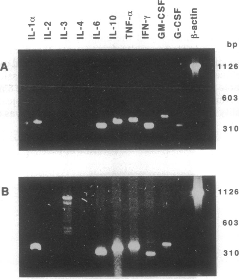 graphic file with name pnas01090-0432-a.jpg