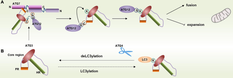 FIGURE 3