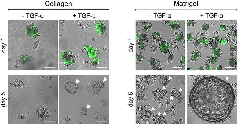 Figure 2: