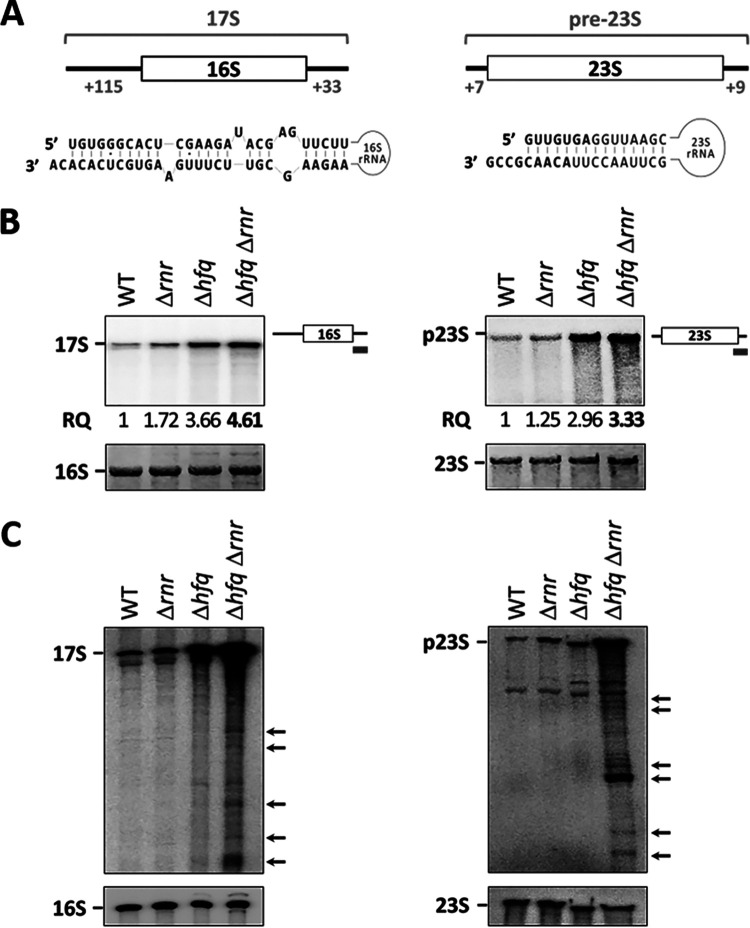 FIG 4