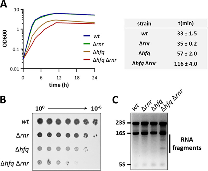 FIG 2