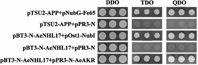 Fig. 10