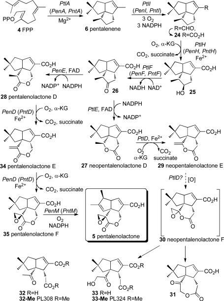 SCHEME 8