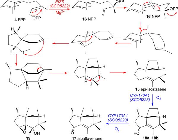 SCHEME 6