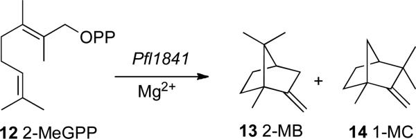 SCHEME 5