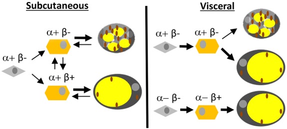 Fig. 7.